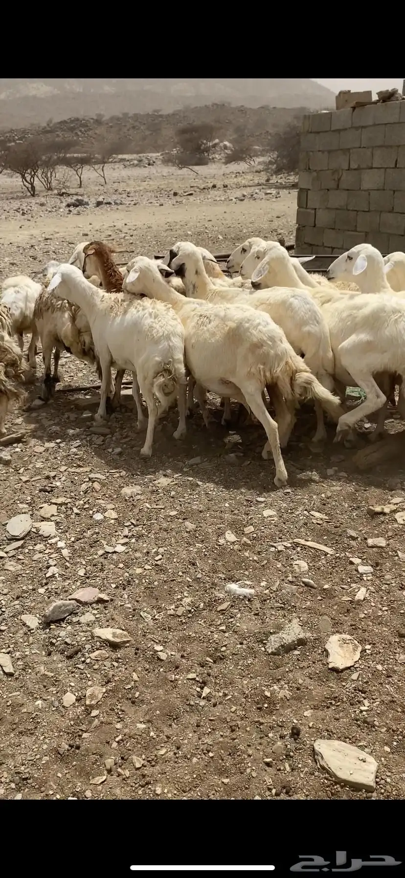 ضان مقاني 2