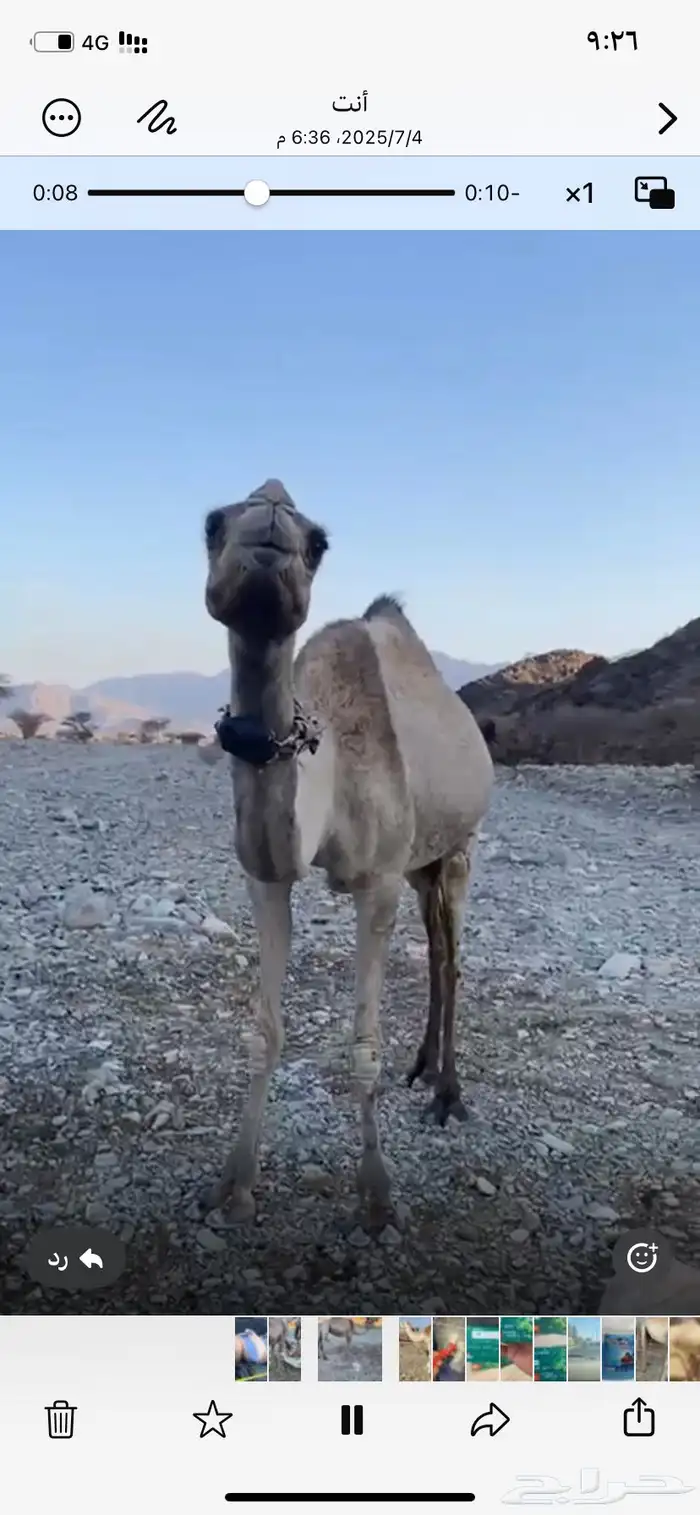ناقه سودانيه وامها حره فيها 3 0