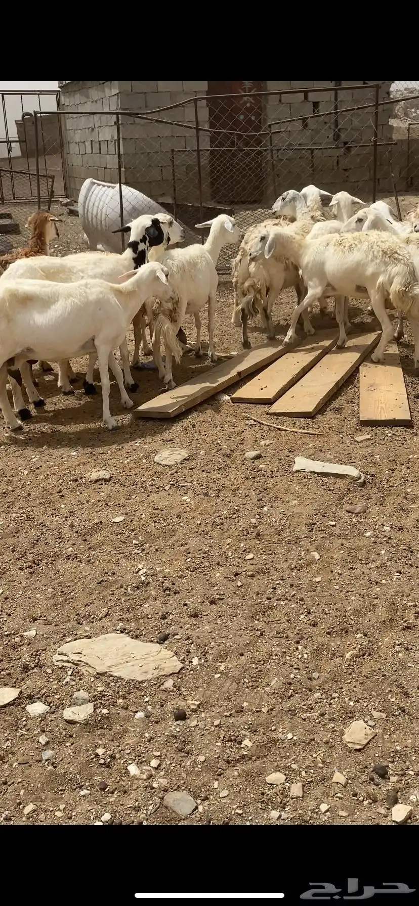 ضان مقاني 3