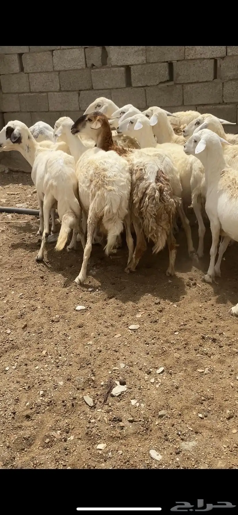 ضان مقاني 1