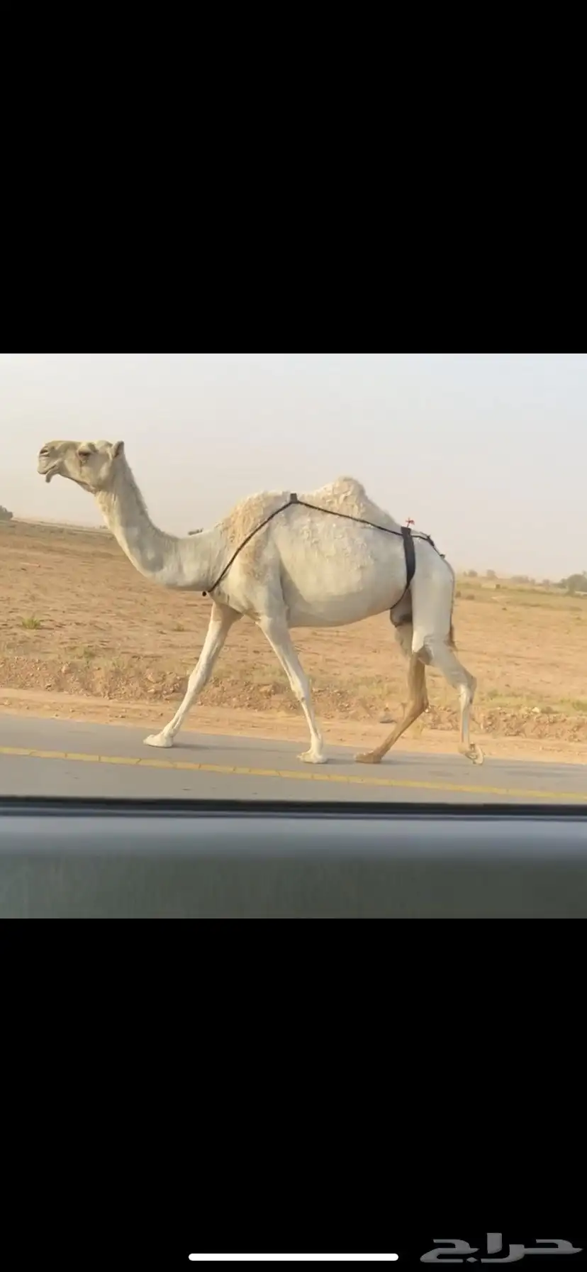 لقحه وضحا كفو 2