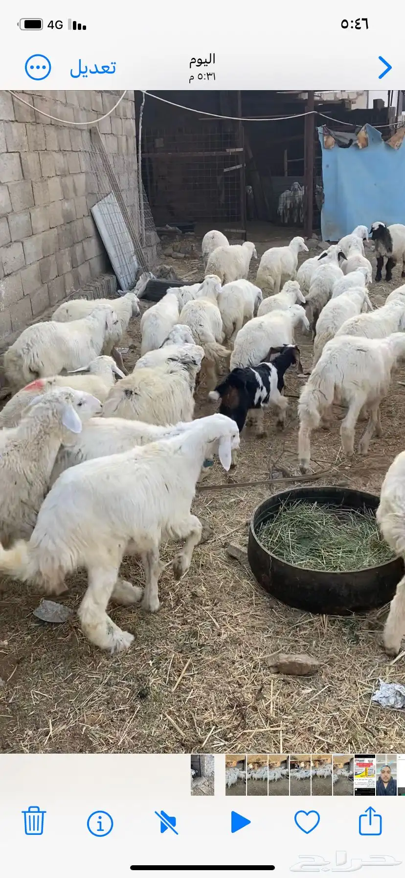 بهم تربيه للبيع 3