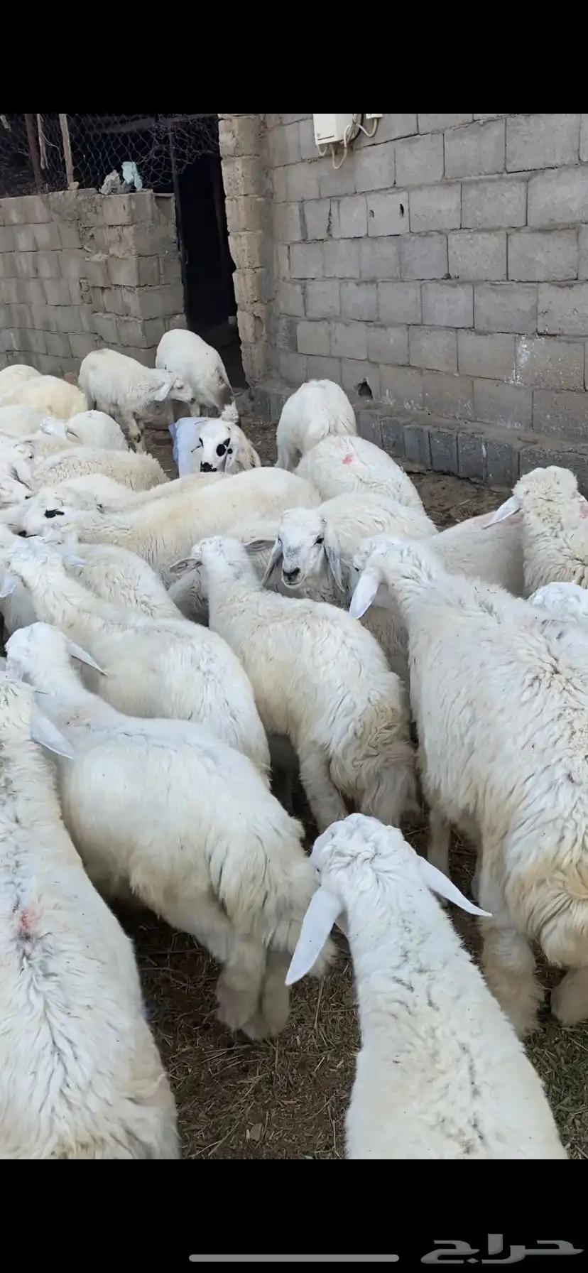 بهم تربيه للبيع 1
