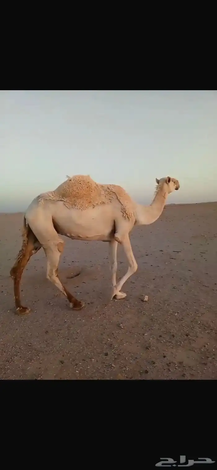 عشرا مبيوعن بنتها قبل سبوع سليم ديوسها والناقه شاق 3