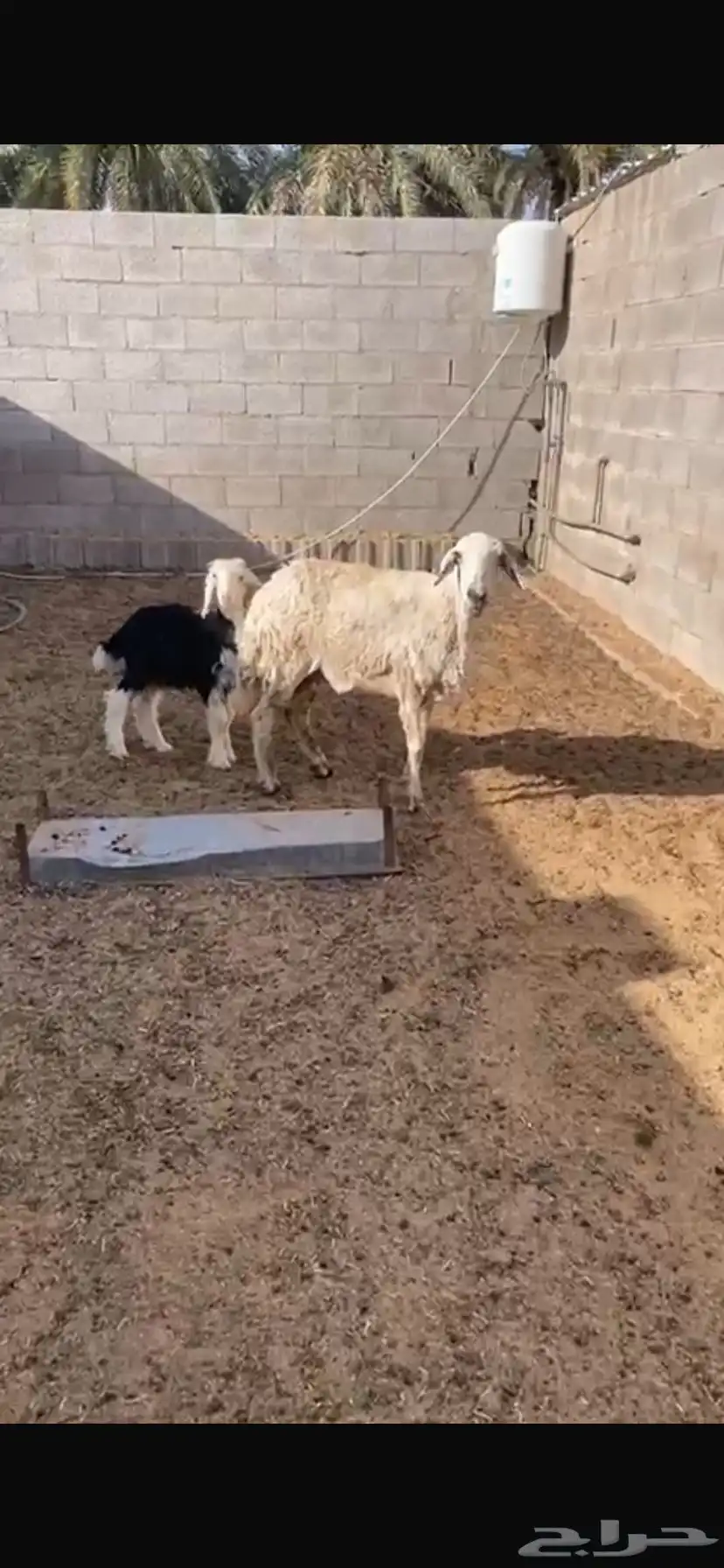 حريه 0