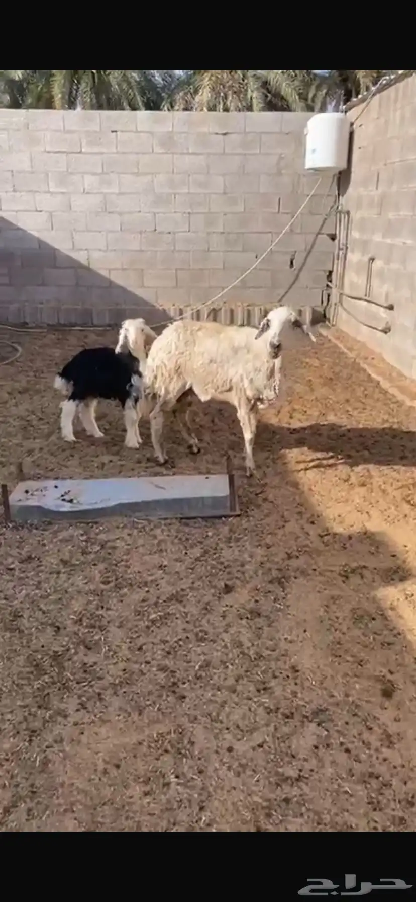 حريه 2