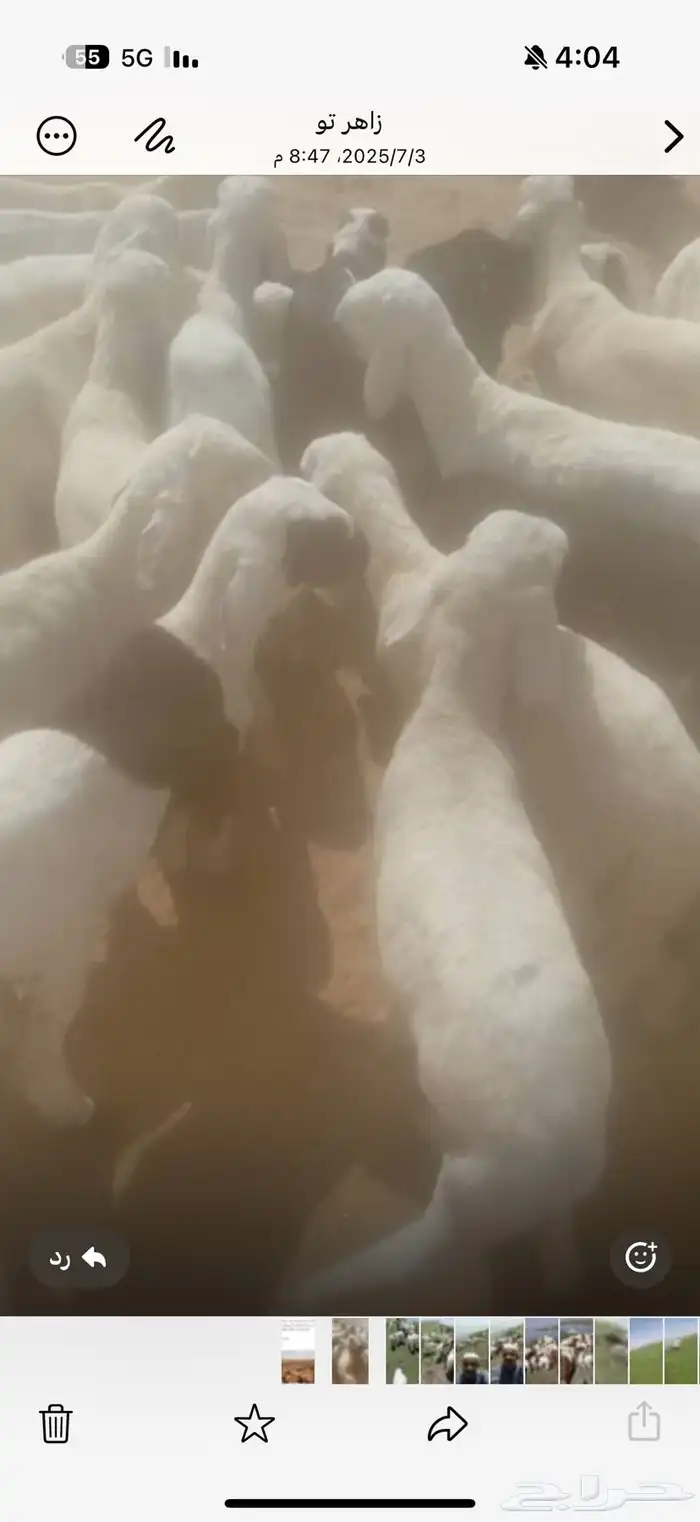 بيع بهم سواكن العمر 4شهور ونص 0