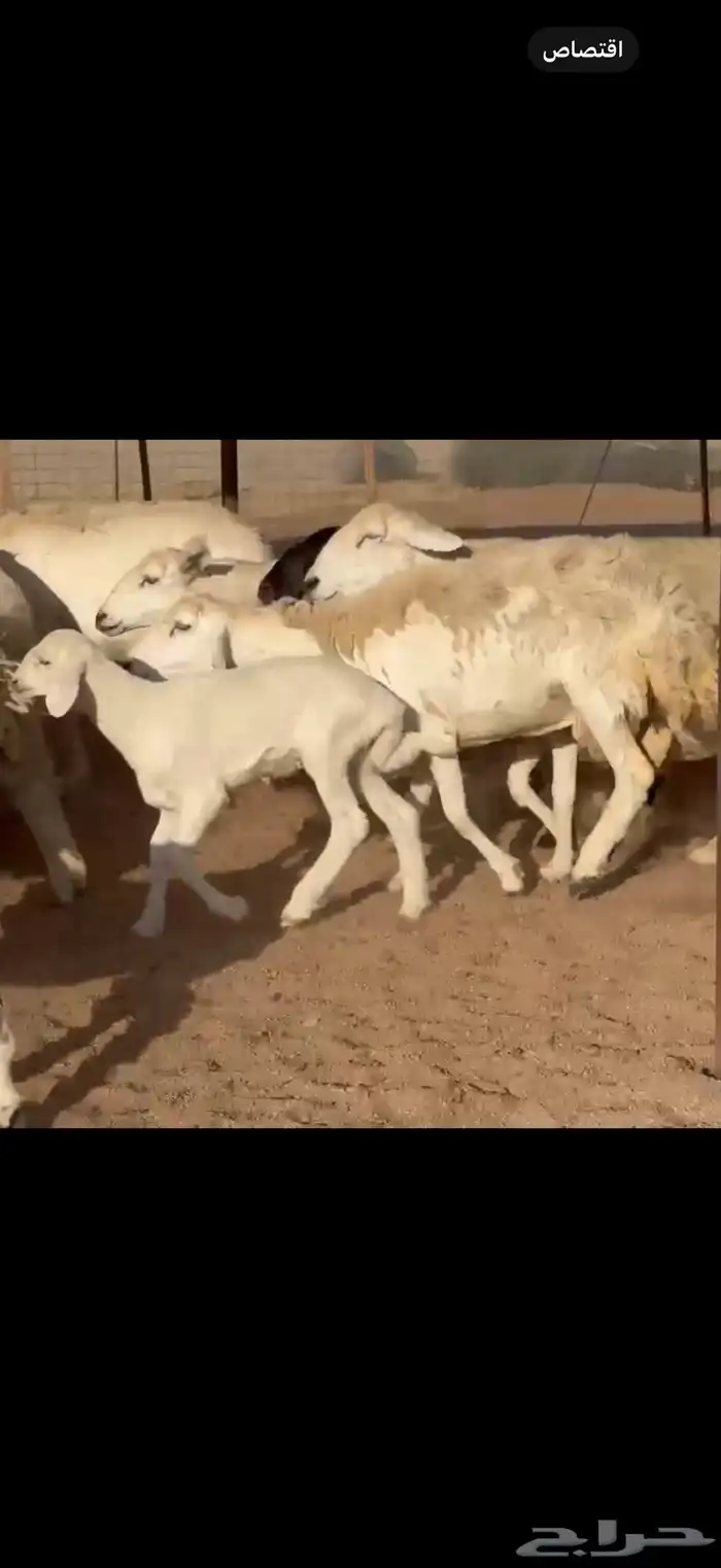 ما شاء الله وتبارك الله اعرض لكم غنم حريات خلفات 3