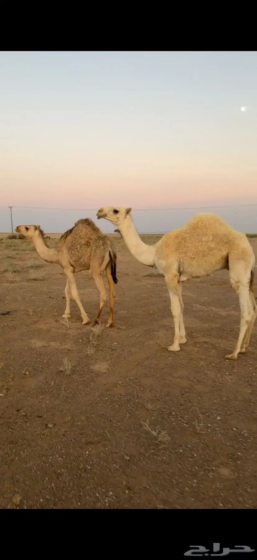 قعدان 2