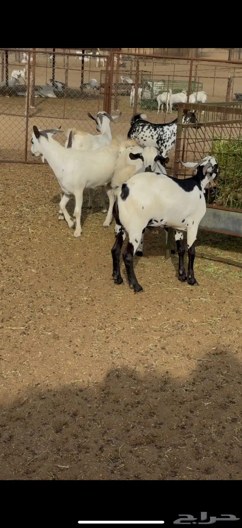 تيوس مناسبات 0