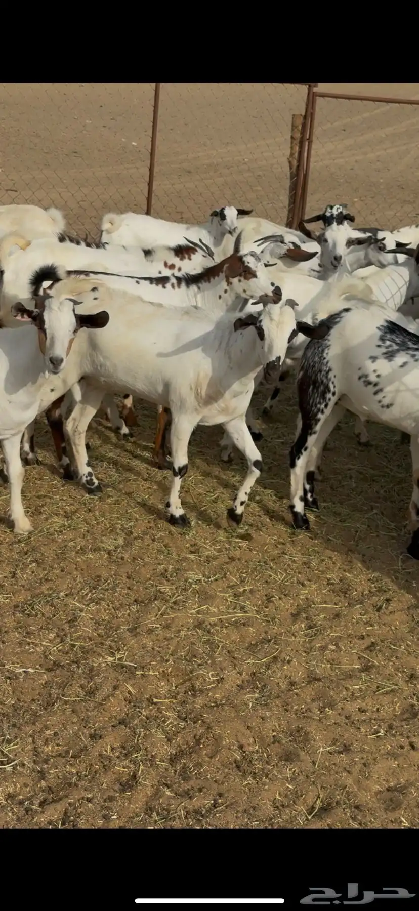 تيوس مناسبات 1