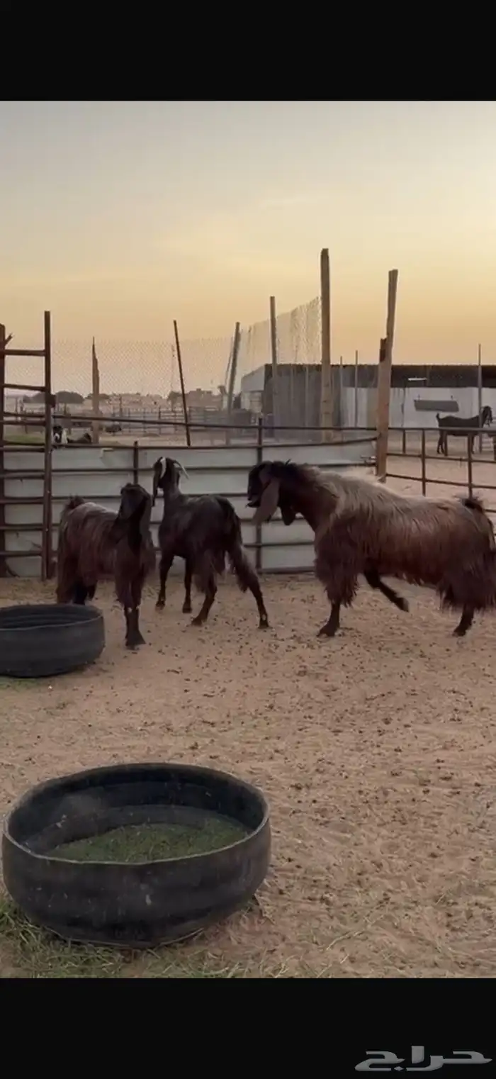للبيع فحول قبرصيه فاخره شرط القريع 0