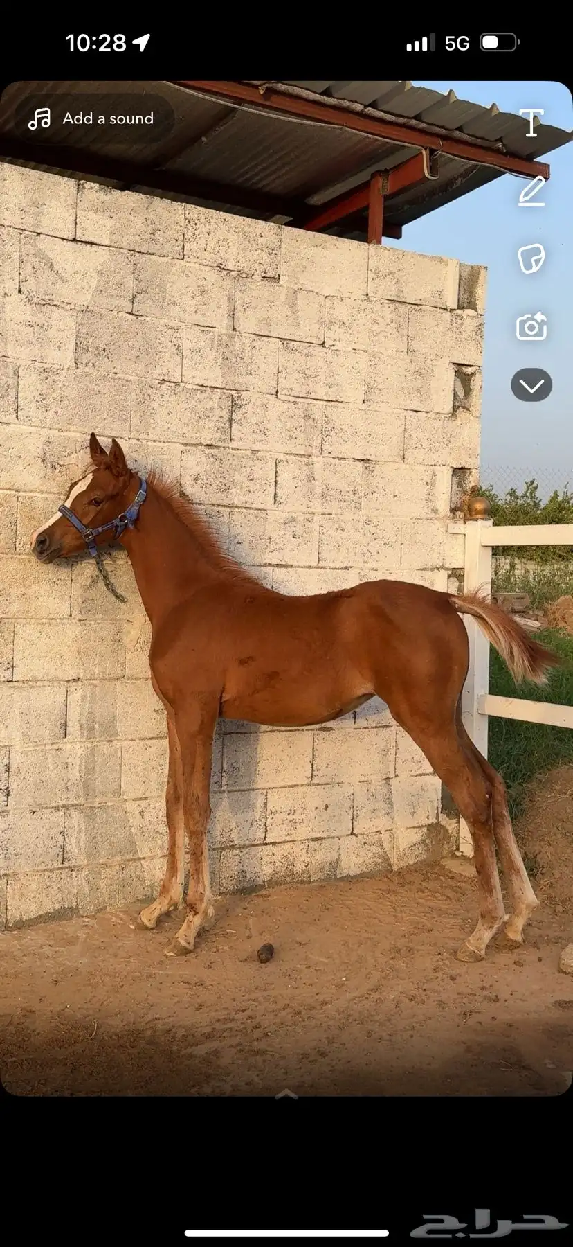 فرس معها مهرتين كفو 3