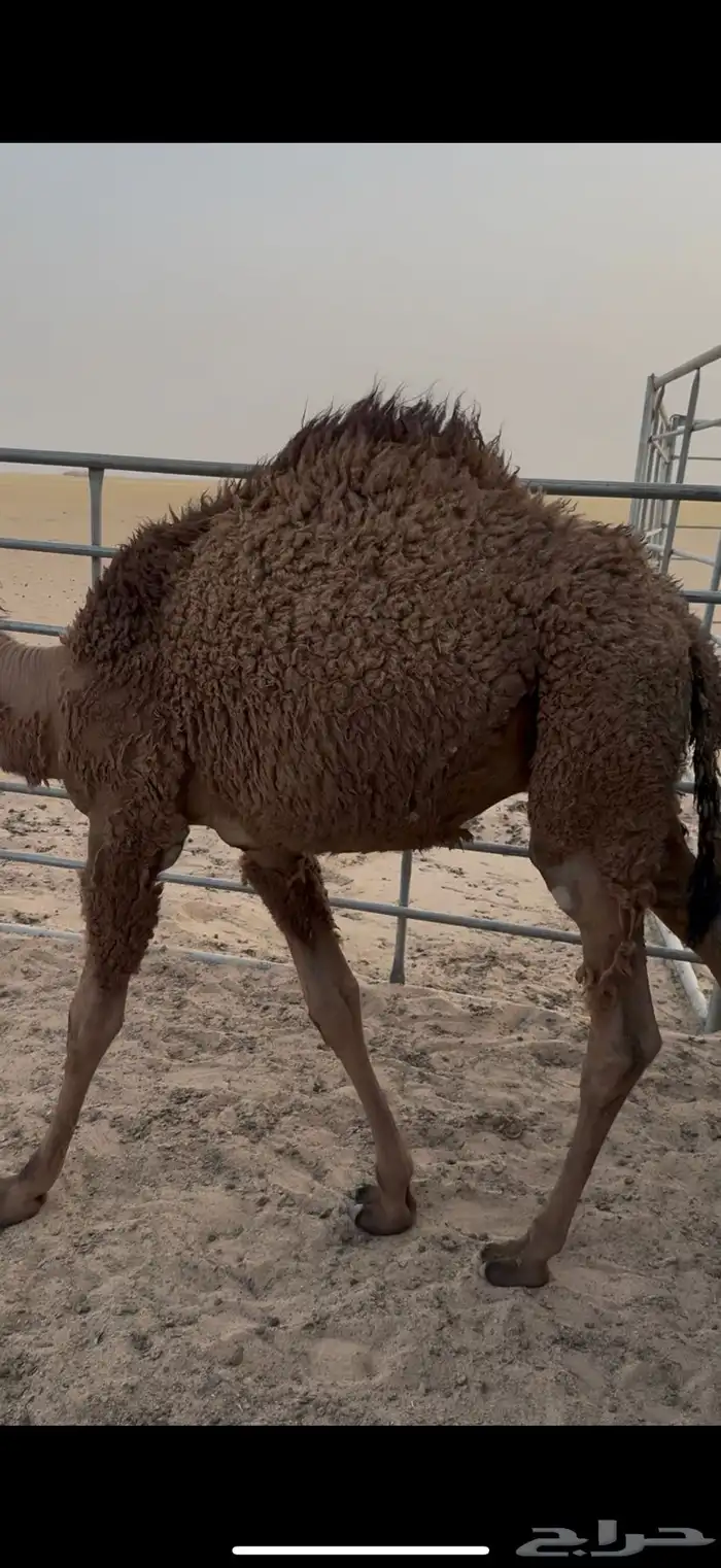 قعود 0