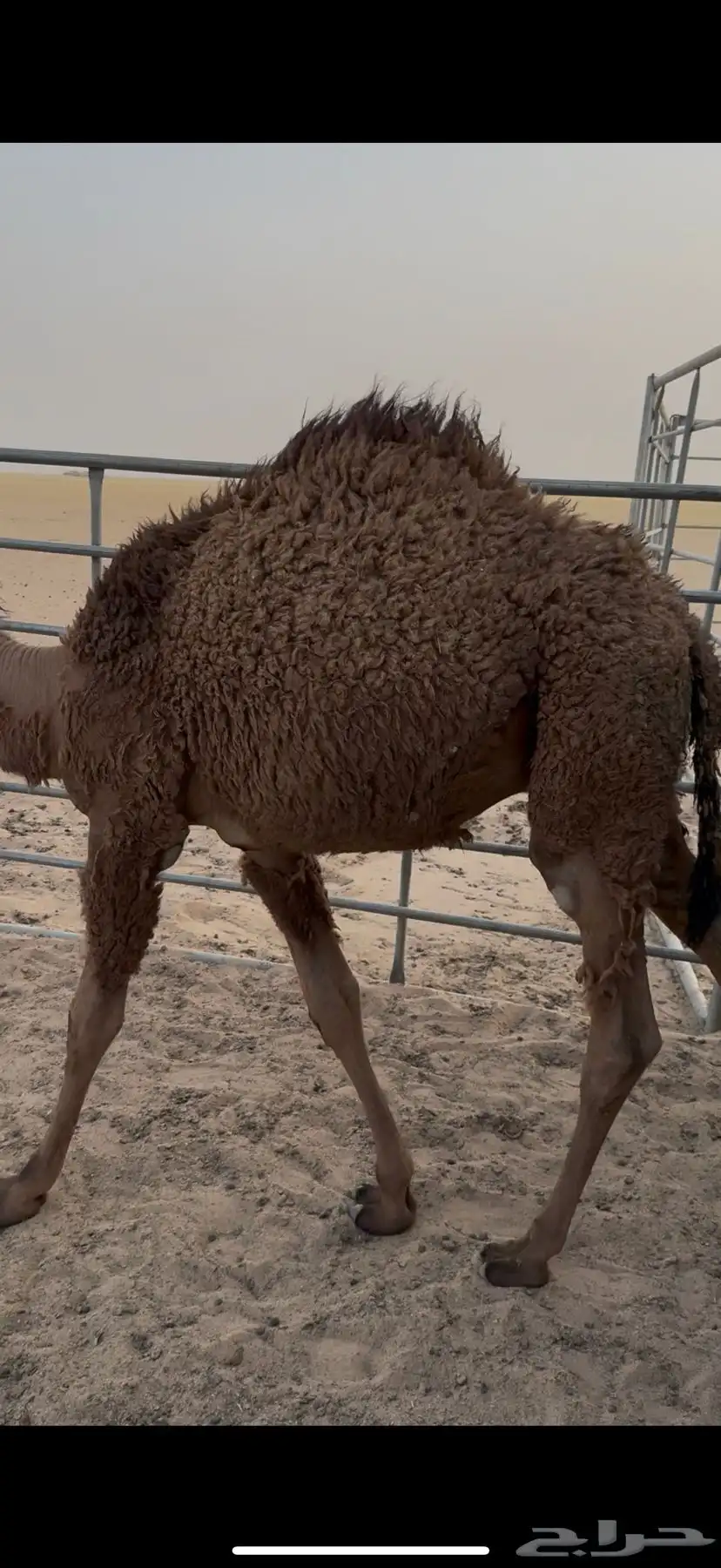 قعود 0