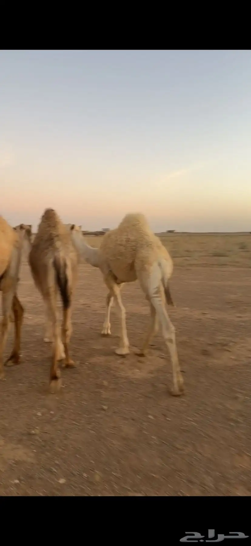 قعدان 1