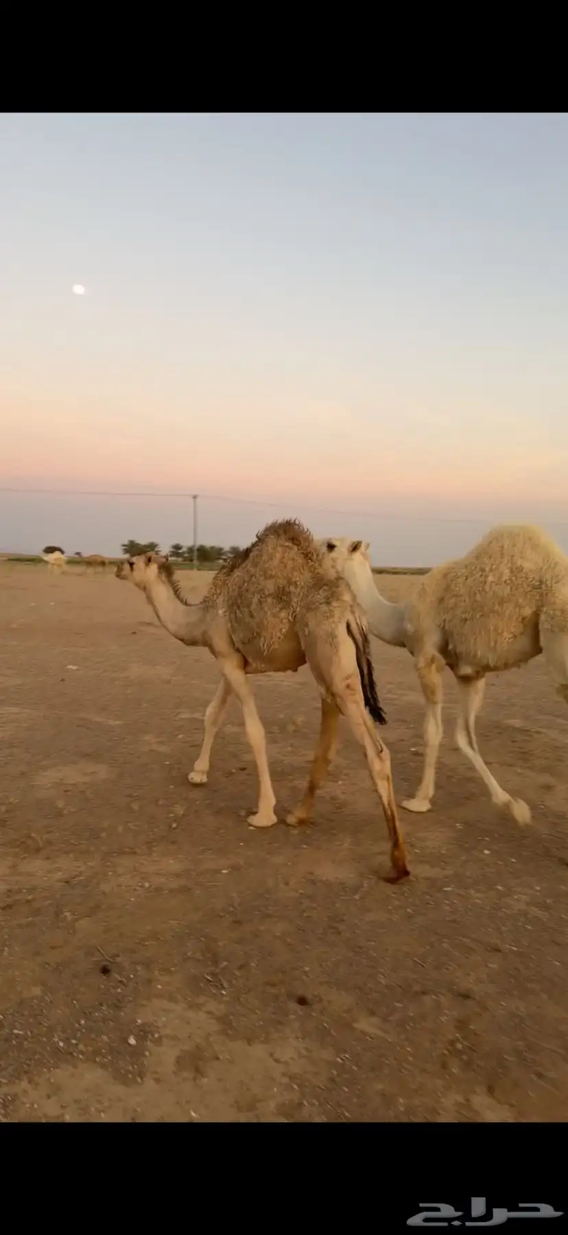 قعدان 0