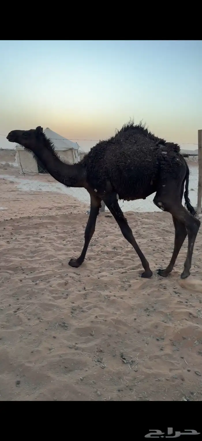قعود قصب 0