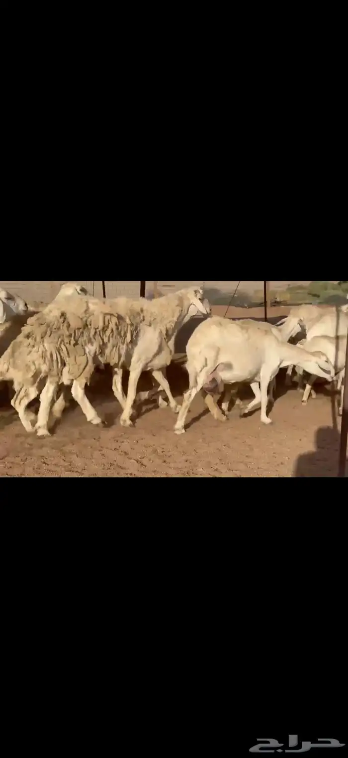 ما شاء الله وتبارك الله اعرض لكم غنم حريات خلفات 5