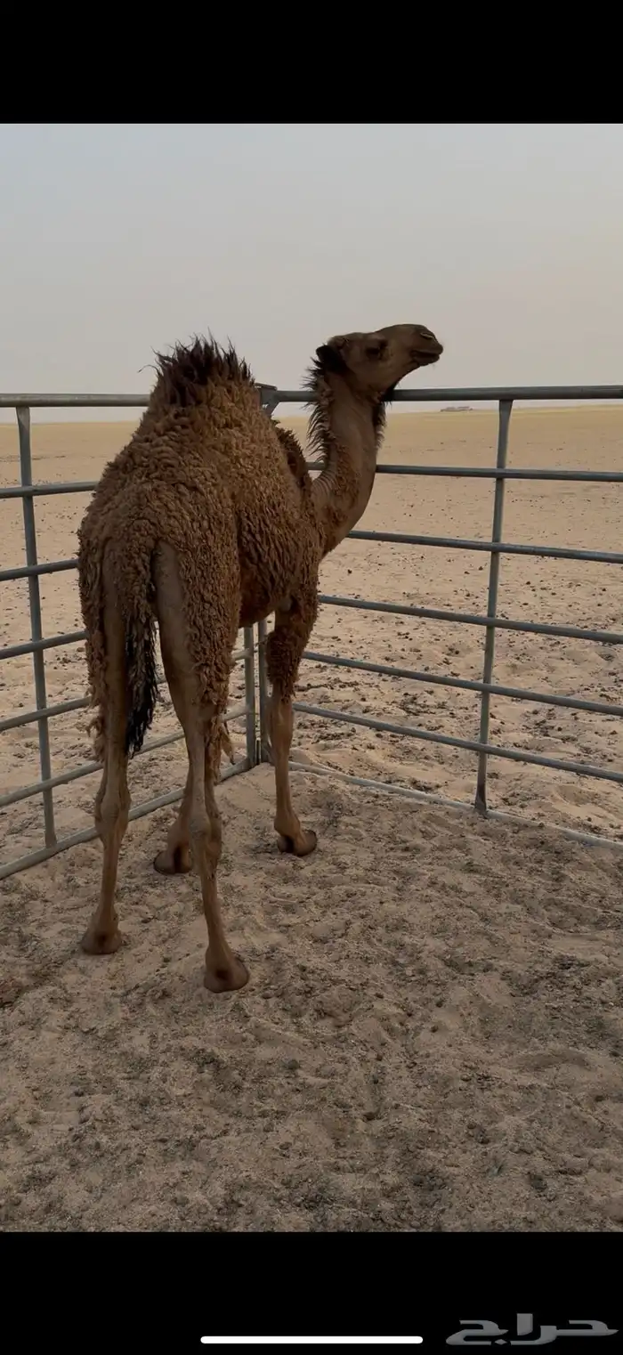 قعود 1