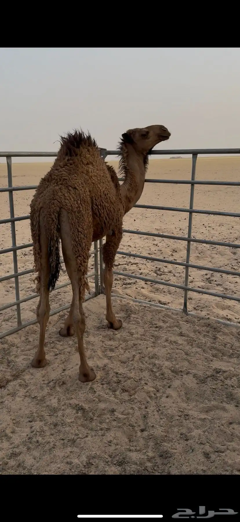 قعود 1