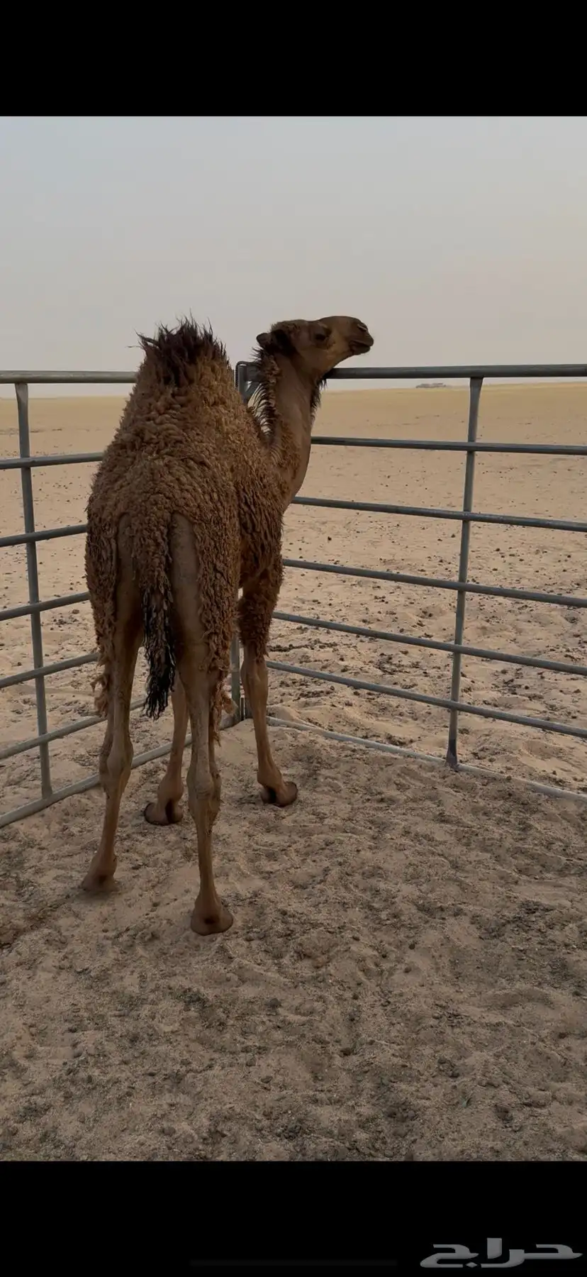 قعود 2