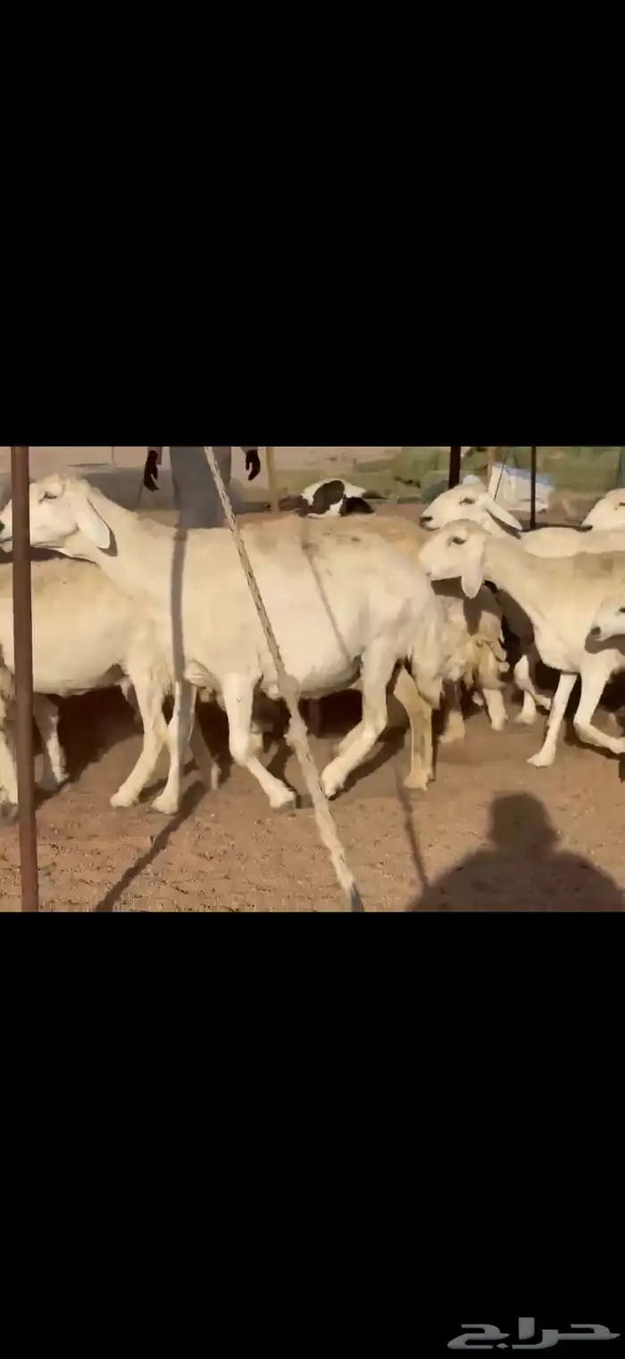 ما شاء الله وتبارك الله اعرض لكم غنم حريات خلفات 2