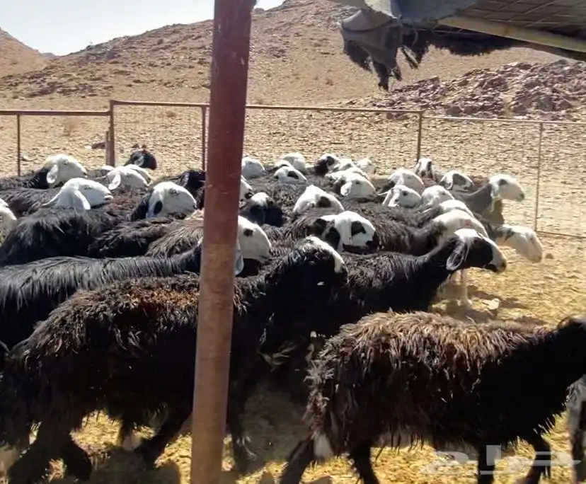 نعجه 3