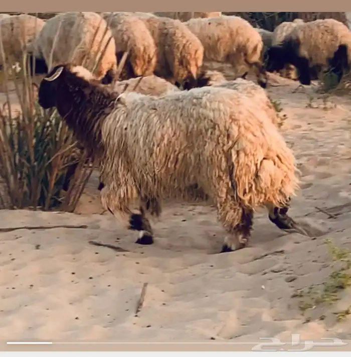 جذعاان نعيم طيبه جدا 0