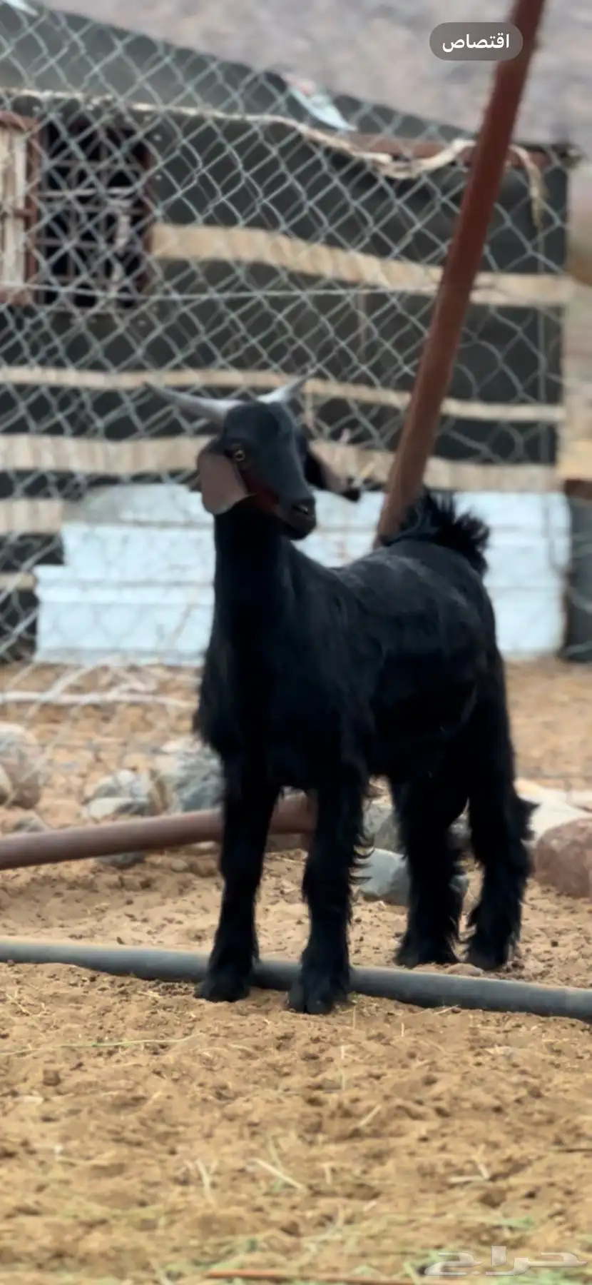 مشروع فحل ادغس 0