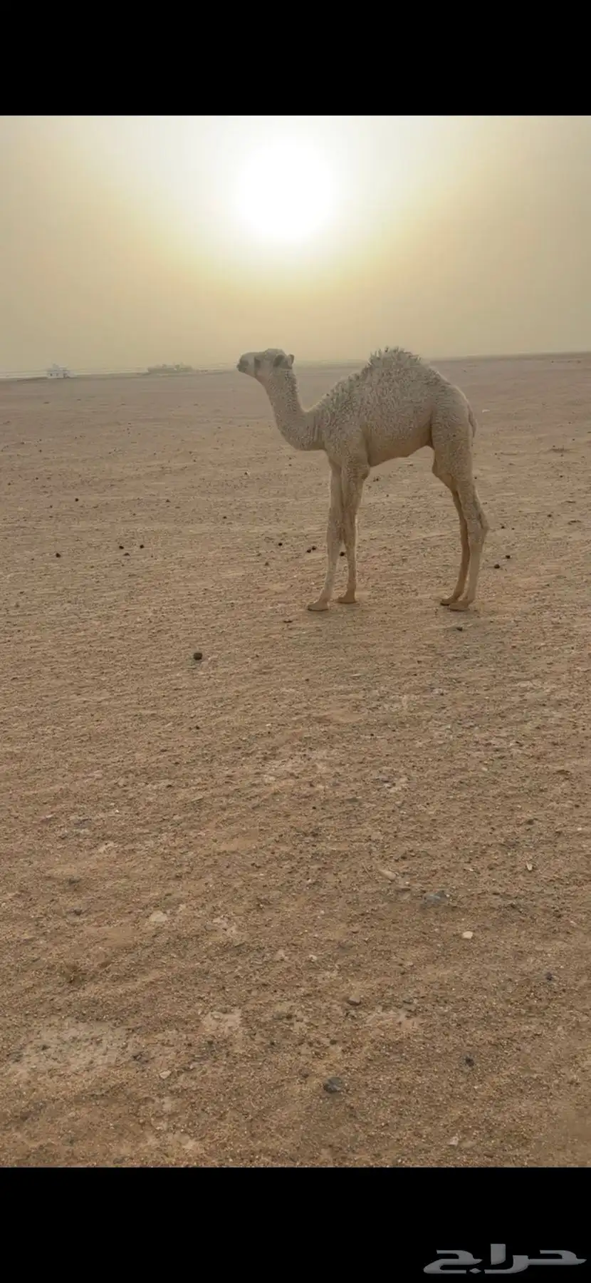 خلفه وضحاء تحتها قعود هديه 2