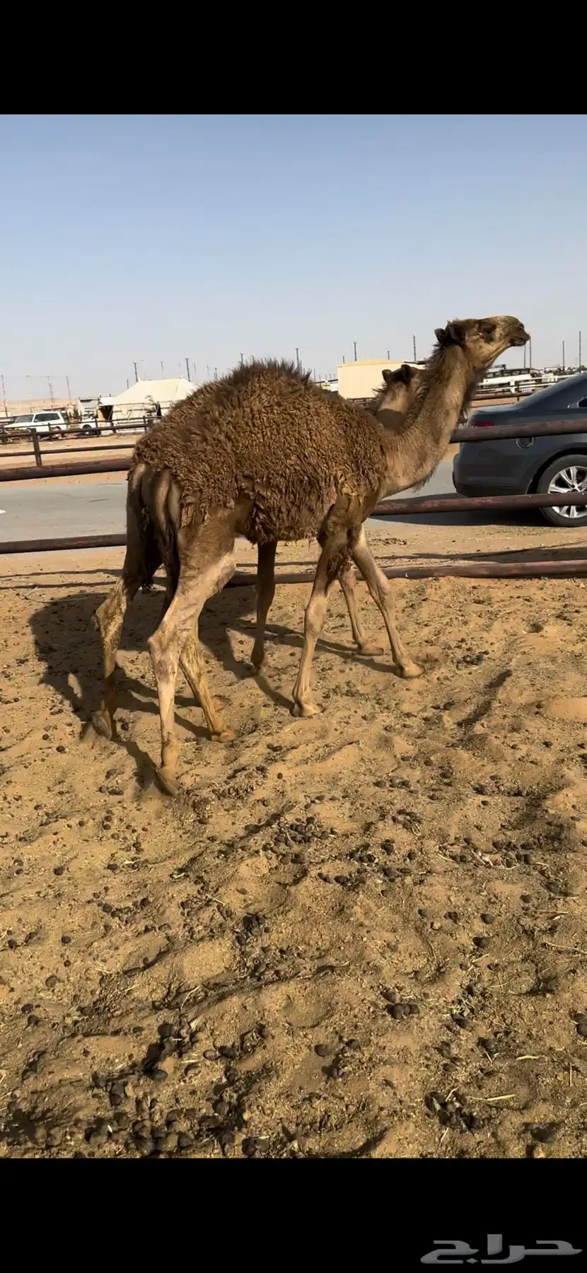 قعدان مفاريد 1