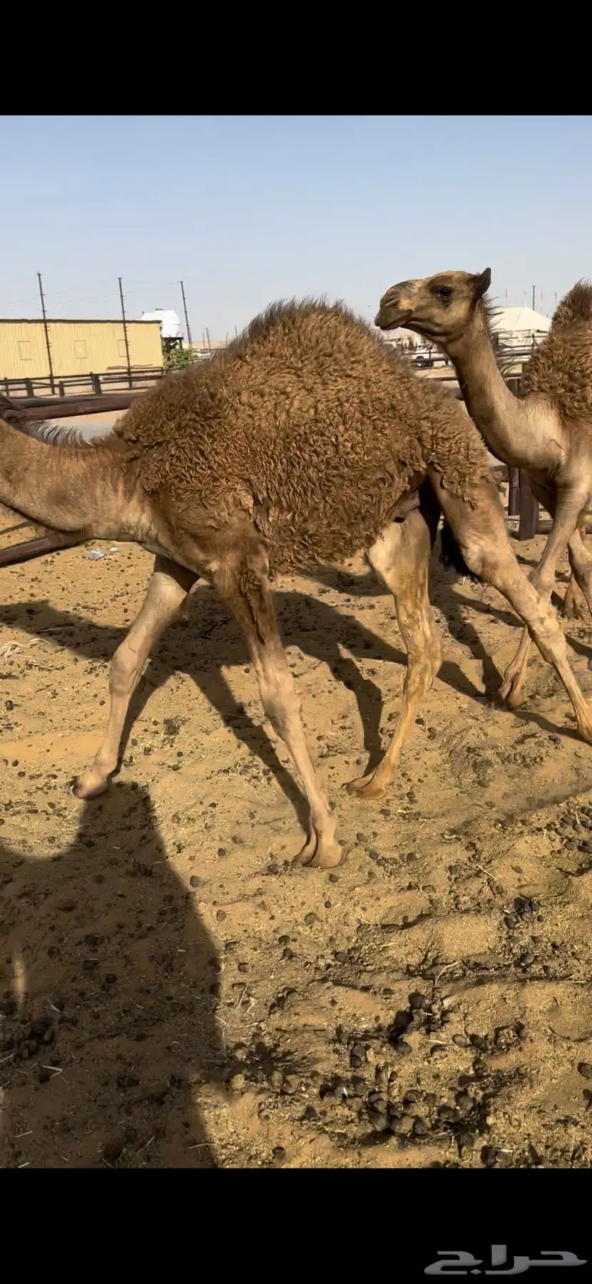 قعدان مفاريد 2
