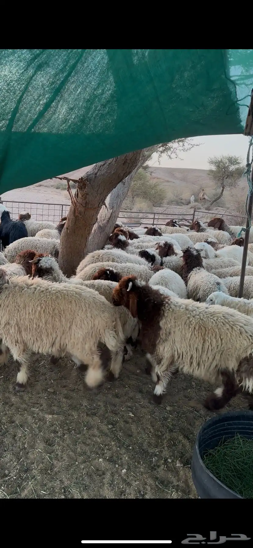 بهم نعيم مراح 1