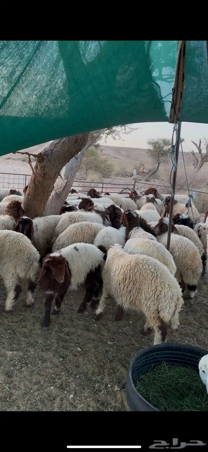 بهم نعيم مراح 0