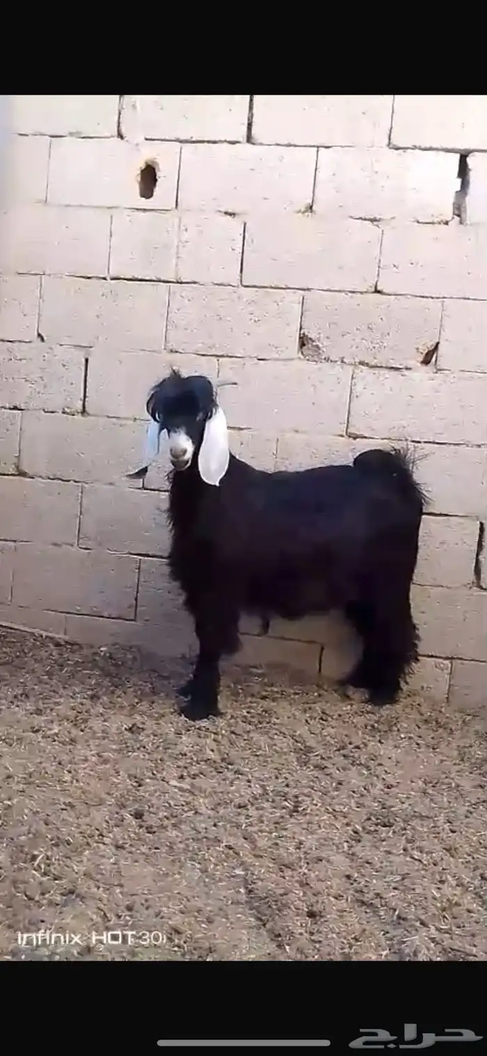 تيوس عارضيه و بورقت و مشاريك خصم الخصم ماشاء الله 1