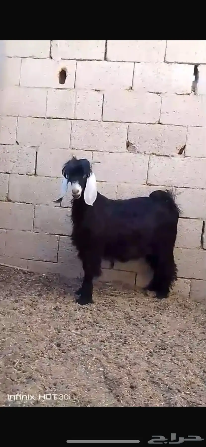 جوار الصوامع 3