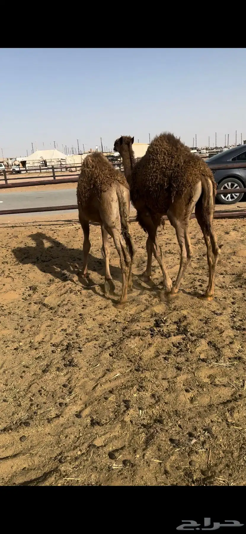 قعدان مفاريد 3