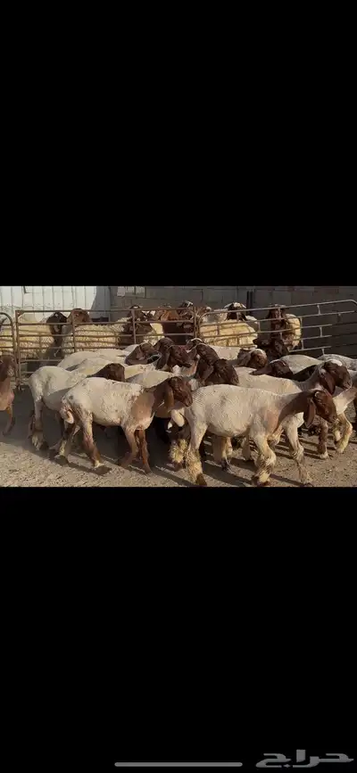 جذعات نعيم فاخره . 3