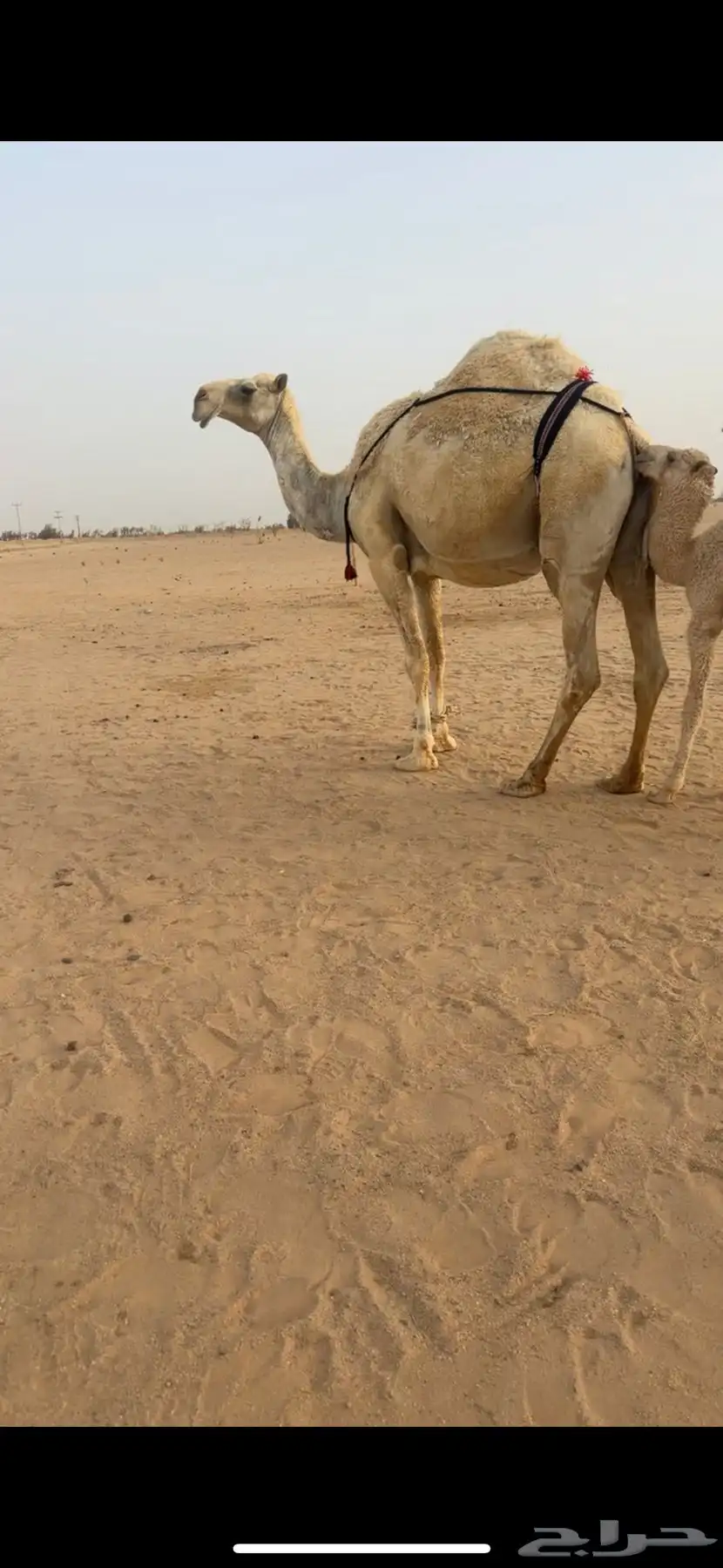خلفه وضحاء تحتها قعود هديه 1
