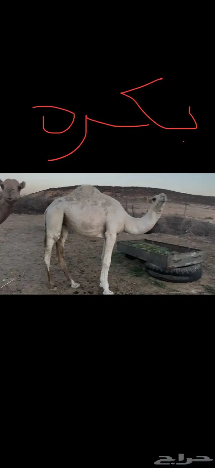 حشيان مفاريد 2