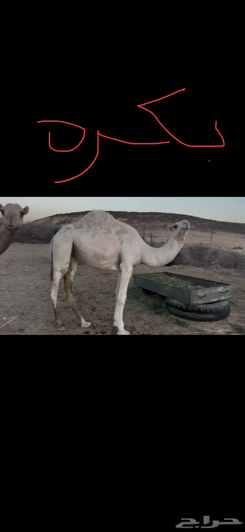 حشيان مفاريد 2