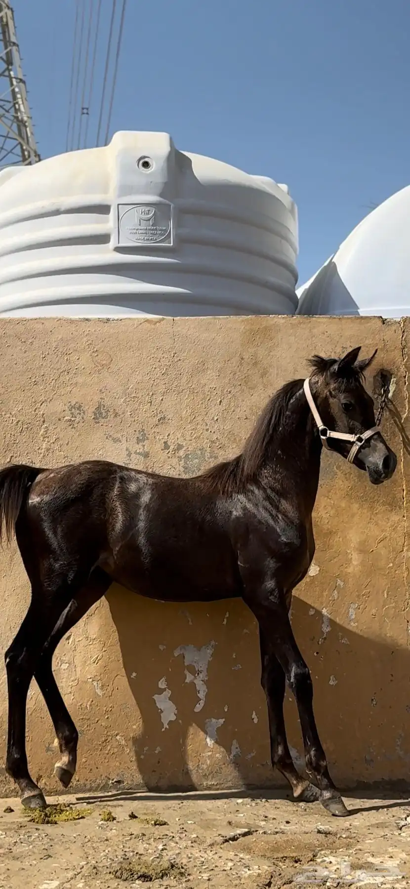 مهره واهو 0