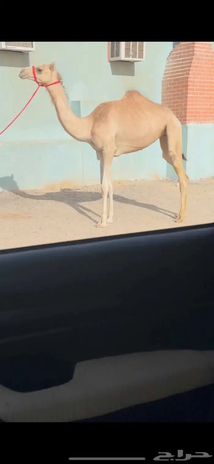 لقيه هجن كفو 0
