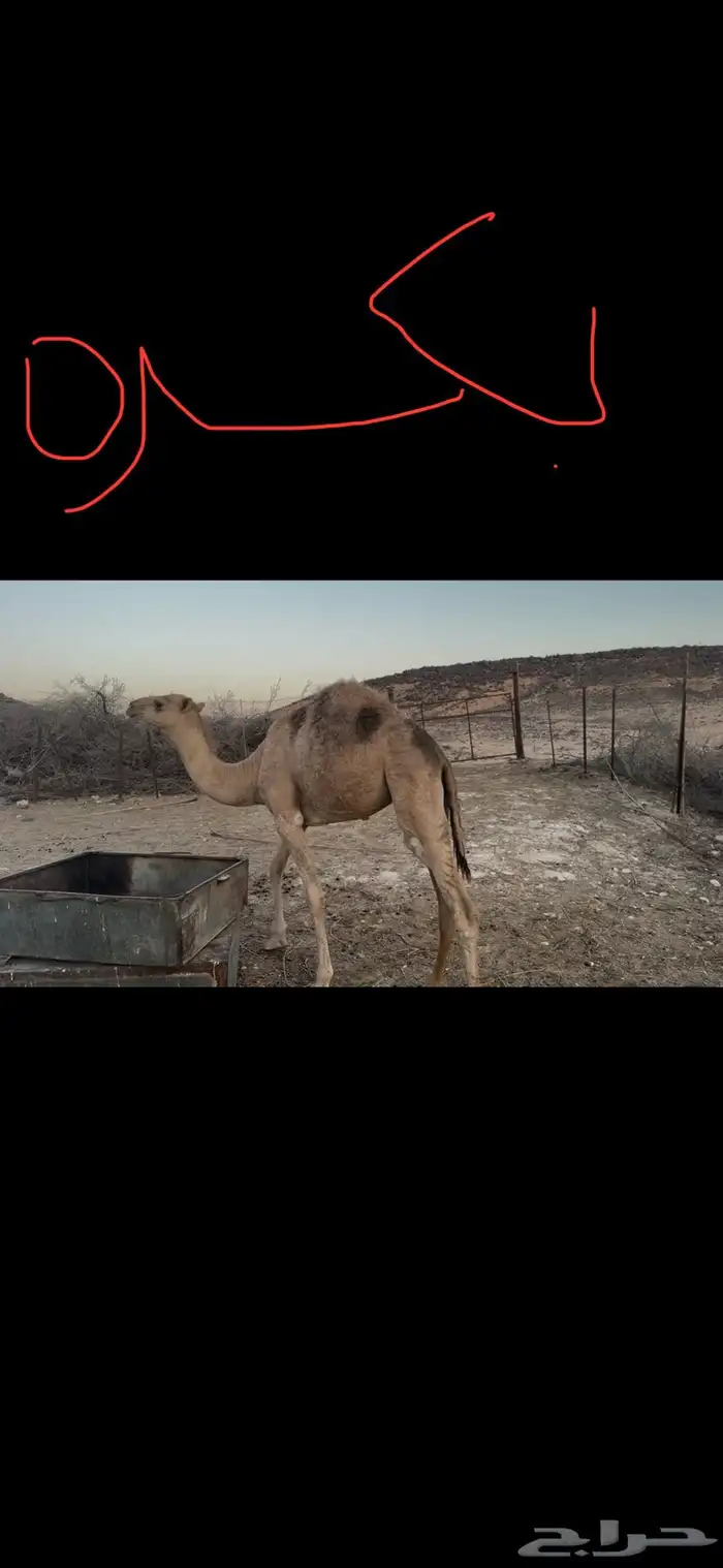 حشيان مفاريد 0