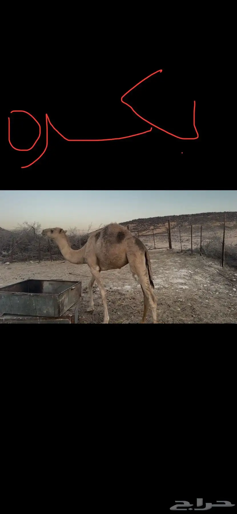 حشيان مفاريد 0
