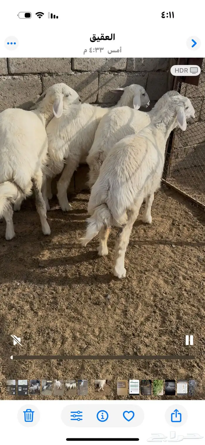 بادية جرب 0