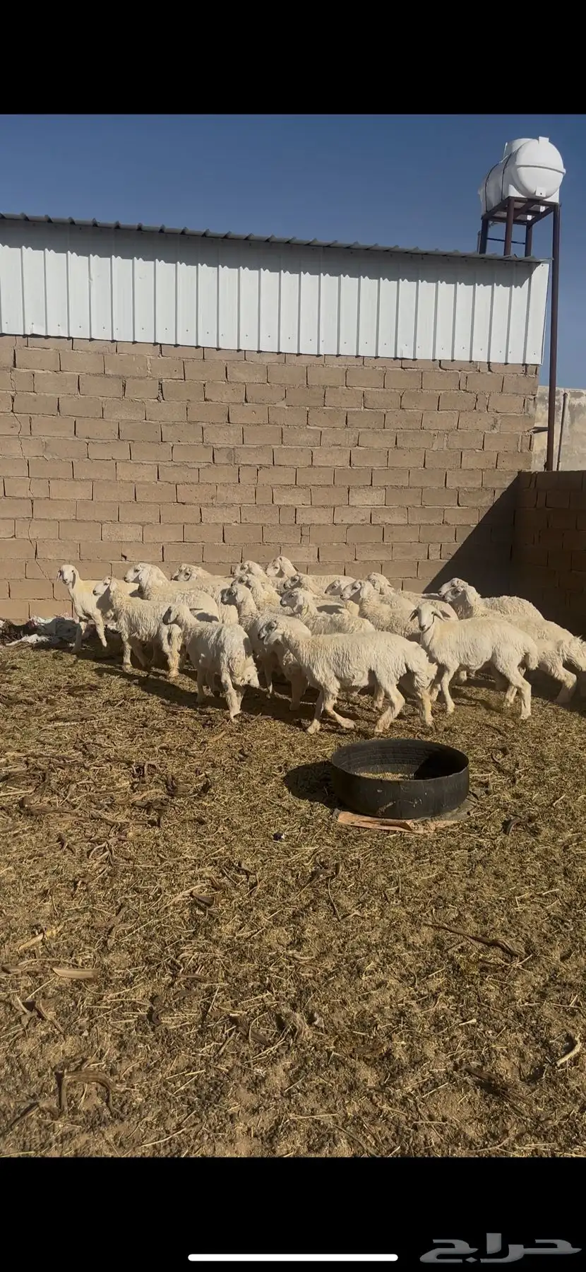 القصيم الرس ضريه الصمعوريه 0