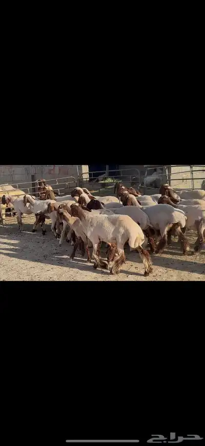 جذعات نعيم فاخره . 9