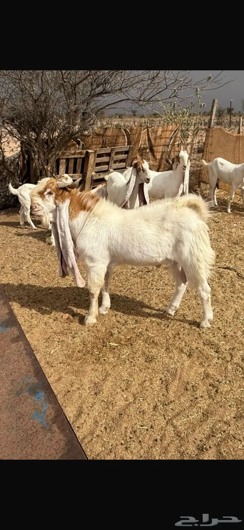 معزاء هولنديات 8